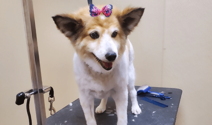 DOG GROOMING